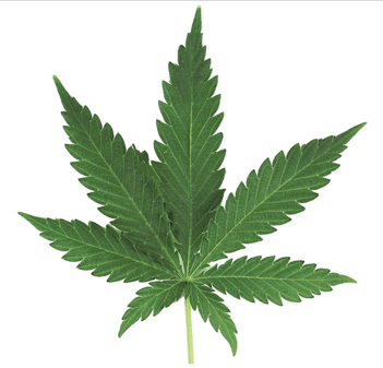 wpid-marijuannaleaf-2015-10-21-16-57.png